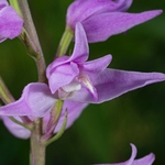 Red Helleborine (Cephalanthera rubra) 