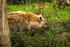 Spotted Hyena