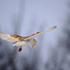 Barn Owl in Flight