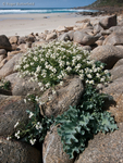Sea Kale