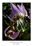 Erythronium dens-canis 'Rose Queen' 1