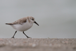 Sanderling