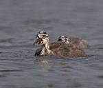 Great Crested Grebe - ...