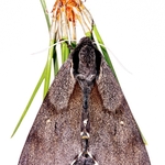 Pine hawk (Sphinx pinastri). 