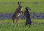 Brown Hares