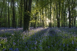 #127  Killinthomas Wood