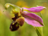 Bee Orchid (01)