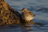 Purple Sandpiper at the water's edge