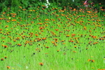 ACP_4395