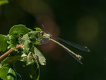 Willow Emerald Damselfly