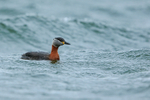 Red-necked Grebe, Farmoor Reservoir
