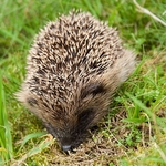 moorland hedgehog