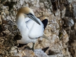Gannet