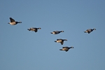 Barnacle Geese