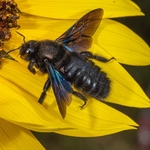 Violet Carpenter Bee (Xylocopa violacea)