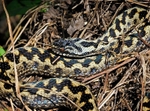 Adder
