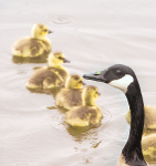 CANADA GOOSE AND GOSLINGS - NORFOLK COUNTY