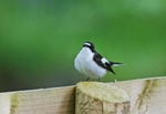Pied Flycatcher