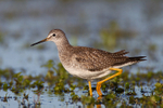 Lesser Yellowlegs (juvenile) on the Port Meadow floods