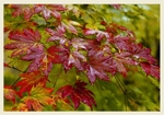 Acer pseudosieboldianum 1