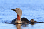 Red-throated Diver (adult & chick) close approach, Floi, Iceland