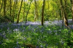 Bluebell Wood
