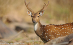Axis deer.