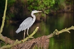 Grey Heron