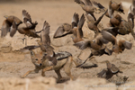 jackal, birds, sandgrouse, kalahari, hunt, hunting, africa