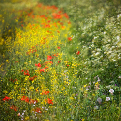Summer hedgerow