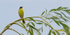 Common Yellowthroat male 
