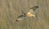 Short-eared owl