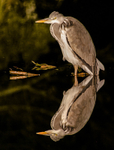 Heron At Night 09114422