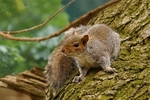 Grey Squirrel - Sherwood Forest