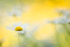 Daisy dreamer