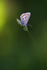 Northern Brown Argus Butterfly   ref 8382