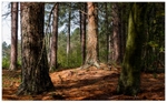 Osmaston Park Pine Trees