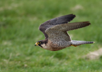Peregrine Falcon