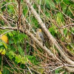 Hoffmann's Woodpecker portfolio
