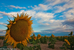 Giant sunflower