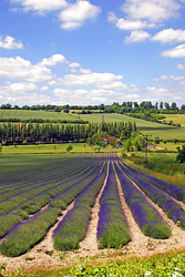 UK. Landscapes portfolio