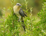 Great Spotted Cuckoo