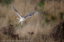 Barn Owl (Tyto alba) with prey