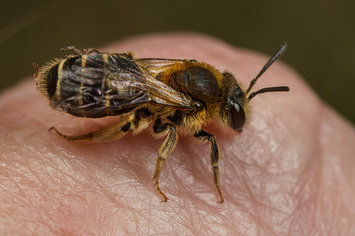 Andrena dorsata