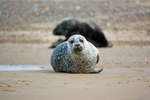 Common Seal