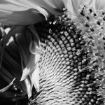 sunflower b&w