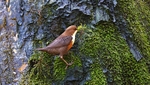 Dipper 2