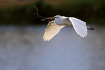 Great Egret flying, late afternoon - Venice Rookery, Florida
