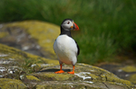 Puffin