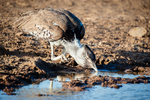 Kori Bustard Nairobi National Park